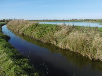 Randonnée Marche Merville-Franceville-Plage - Boucle entre plage et marais - Photo