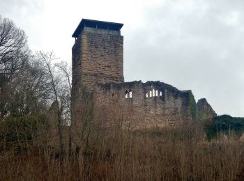 Randonnée A pied Neckarsteinach - Rundwanderweg Neckarsteinach Unter den 4 Burgen 3: Ochsenkopf-Weg - Photo