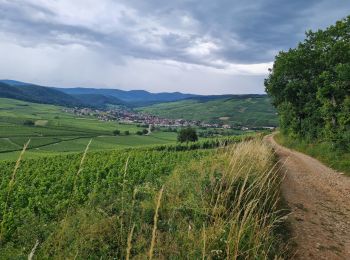 Tour Wandern Orschweier - Rando Retrouvailles 06/07/2024 - Photo