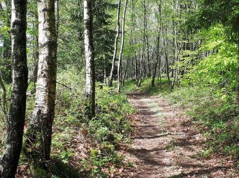Excursión Senderismo Libin - Transinne - Les Voies d'Antan (LI12) - Photo