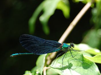 Excursión A pie Cerknica - Vrbica - Nad Krvavicami - Photo