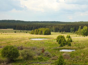 Randonnée Cheval Saint-Hubert - Chevauchée sur les pas de Saint Hubert - Photo