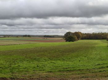 Randonnée Marche Champcueil - Grds Aveaux Videlles 2 - Photo