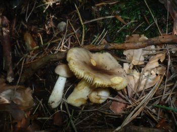 Randonnée A pied Sieggraben - Herrentisch - Sieggraben - Hartlspitz - Photo