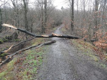 Tocht Te voet Onbekend - Bissingheim Rundweg A2 - Photo