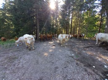 Excursión Senderismo Villard-de-Lans - Sentier Gobert - Photo