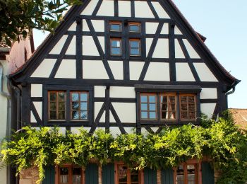 Tour Zu Fuß Weinheim - Rundwanderweg Am Bischof 5: Geiersberg-Weg - Photo