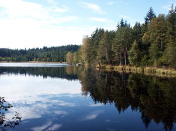 Excursión A pie Gutenbrunn - See- Wald-Rundweg - Photo