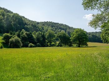 Tocht Te voet Altenbeken - Rundwanderweg A2 [Kempen] - Photo