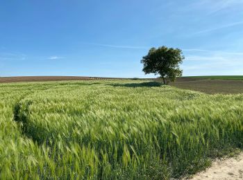 Tour Wandern Asse - Zellik 5km test gps - Photo