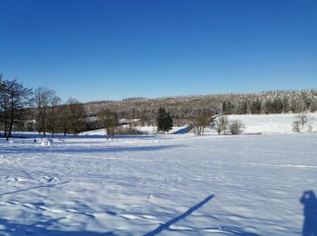 Tocht Stappen Saint-Hubert - VESQUEVILLE ... les bois de Sârwé. - Photo