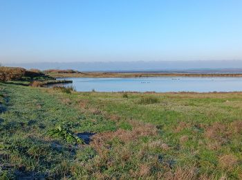 Trail Walking Le Teich - Parc Ornithologique du Teich  - Photo