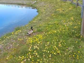 Tour Wandern Morzine - morzine la cime de Nyon  - Photo