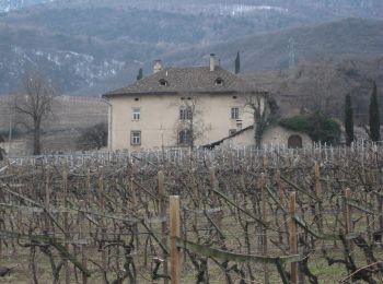 Percorso A piedi Appiano sulla Strada del Vino - IT-20 - Photo