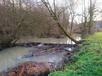 Tour Wandern Saint-Georges-sur-Cher - Saint-Georges-sur-Cher - barrage de castors de Chézelles - 9.9km 130m 2h10 - 2020 12 26 - Photo