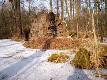 Tocht Te voet Lübbenau/Spreewald - Wanderweg Lübbenau-Wotschofska-Alt Zauche - Photo