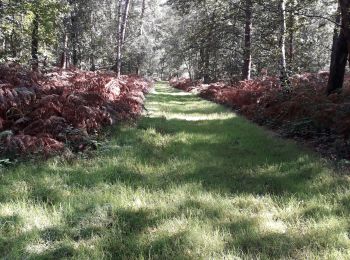 Tocht Stappen Petit-Couronne - Petit-couronne. Vers le puis Hébert 10 Km - Photo