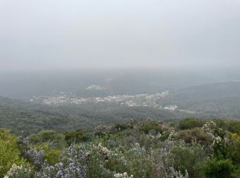 Tocht Stappen Pino - Autour luri - Photo