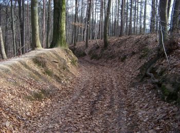 Randonnée A pied Dobřeň - [Z] Velký Mšenský okruh - Photo