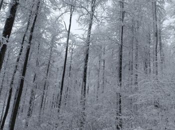 Percorso Racchette da neve Belmont - cascade de la serva - Photo