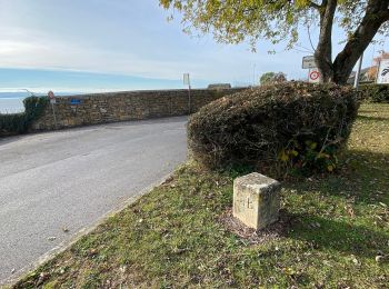 Trail On foot Neuchâtel - Enges - Chemin de la Châtelainie - Photo