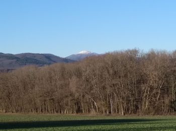 Trail Walking Sentheim - SentheimGuew.Sentheim - Photo