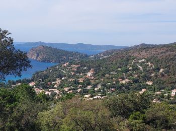 Excursión Bici de carretera Hyères - Hyènes J6 P7 79km 969m - Photo