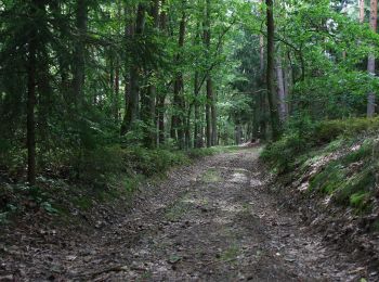 Randonnée A pied Altenkunstadt - Kulmitzberg-Rundweg - Photo