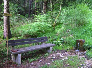 Percorso A piedi Pegnitz - Rund um Pegnitz - Photo