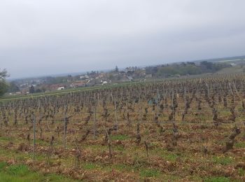 Randonnée Marche Mellecey - Mellecey Les amis d'Albert 14 km - Photo