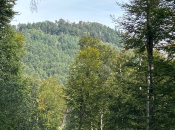 Trail sport Neubois - Neubois château du falkenbourg  - Photo