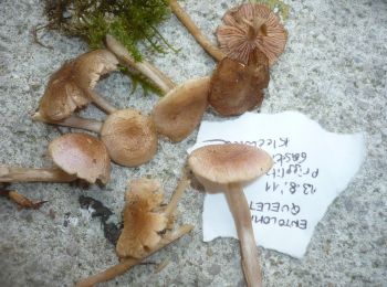 Percorso A piedi Gemeinde Prigglitz - Pottschacher Hütte Rundweg - Photo