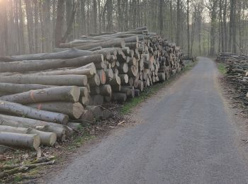 Percorso Marcia Watermael-Boitsfort - Watermaal-Bosvoorde - promenade matinale a boisfort - Photo