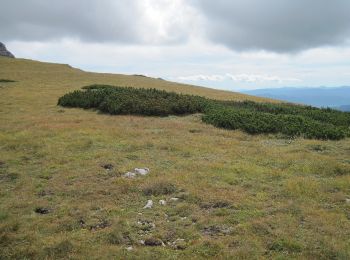 Tocht Te voet Gemeinde Neuberg an der Mürz - Wanderweg 824b: Ochsenhaltweg - Photo