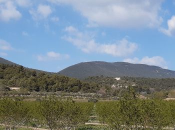 Excursión Senderismo Cucuron - Cucuron Vaugines - Photo