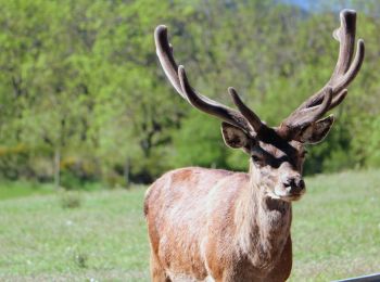 Excursión Senderismo Le Buisson - Gite de Sagnebesse - loups du Gevaudan - Photo