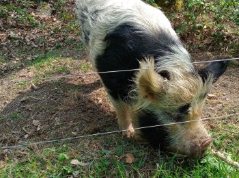 Randonnée Marche Plozévet - PLOZEVET  - Photo