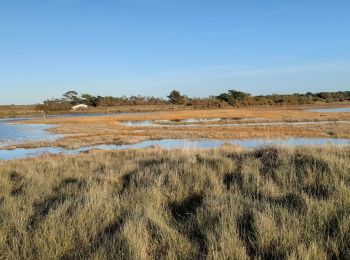 Randonnée Marche Bretignolles-sur-Mer - Auzance par le bord de mer retour par la dune - Photo