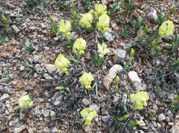 Excursión Senderismo Auriol - Les Encanaux - Crête de la Lare - Ravin des Infernets 2021-04-25 - Photo