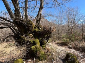 Trail Walking Opi - Tratturo Regio Val Fondillo - Opi. Faggeta Unesco - Photo
