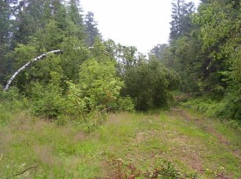 Percorso A piedi Sankt Oswald bei Haslach - Nordwaldkammweg Verbindungsweg V4 - Photo