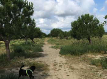 Excursión Senderismo Torreilles - Torreilles plage -Torreilles village  - Photo