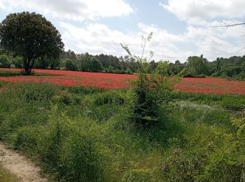 Tocht Stappen Souvignargues - Souvignargues le 12 05 2022 - Photo