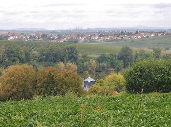 Percorso A piedi Ilsfeld - SB3 Vom Neckar zur Schozach - Photo