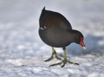 Percorso A piedi Sconosciuto - Z Laer - Langendreer - Photo