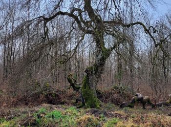 Randonnée Marche Verzy - SityTrail - VERZY AVEC VISITE FAUX - 6.00KM - Photo