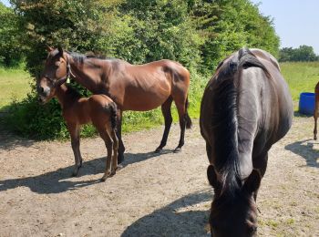 Tocht Stappen Blainville-sur-Mer - Agon coutainville - Photo