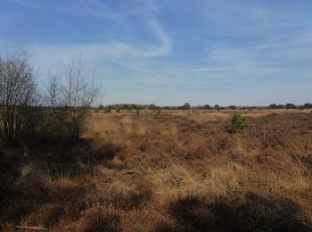 Randonnée A pied Eersel - Cartierheide Paars - Photo