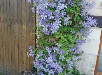 Tocht Stappen Cinais - INDRE ET LOIRE: CINAIS - Photo