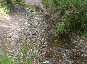 Trail Walking Beaulieu-sur-Layon - Beaulieu sur layon  - Photo